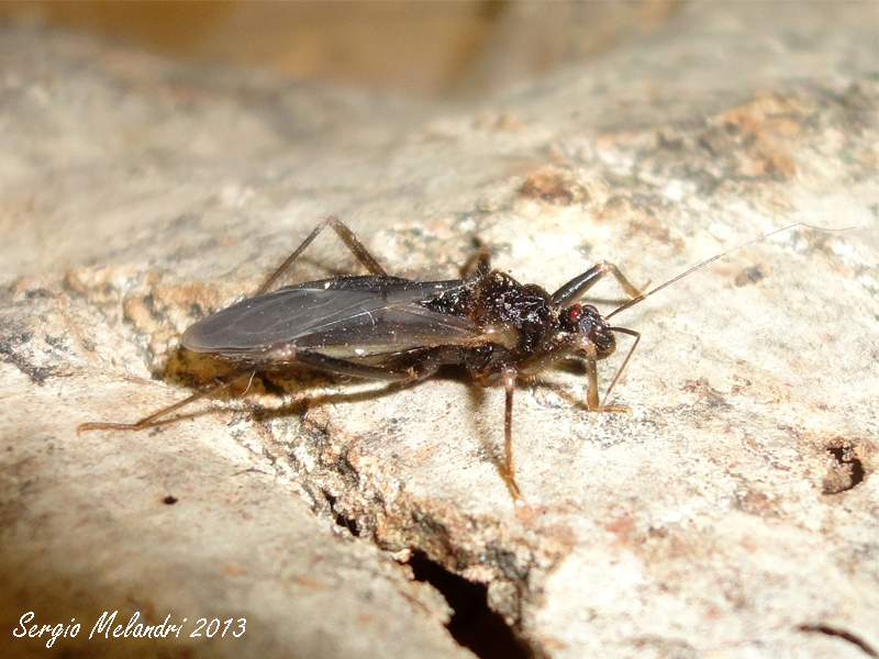 Reduvius personatus (Reduvidae) della Romagna (RA)